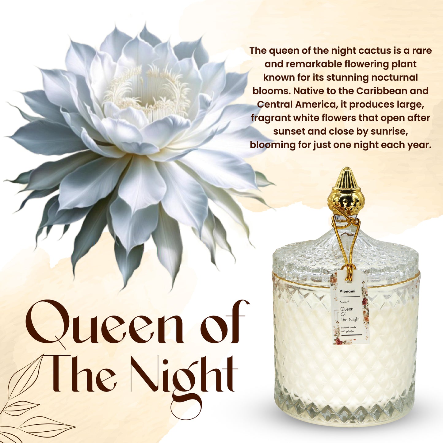 Queen of the Night – Captivating Bloom with Intoxicating Night Scent